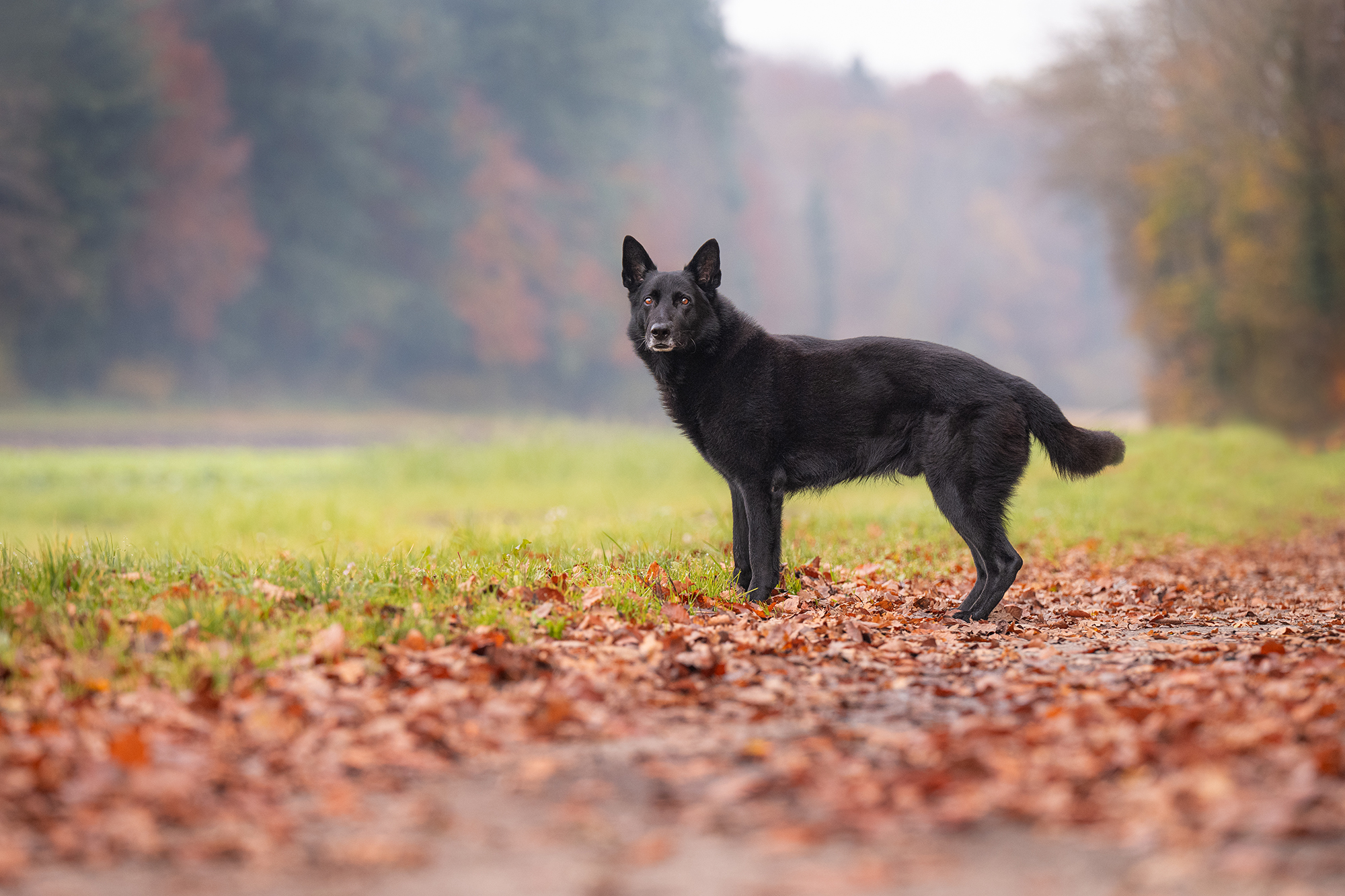 Schwarzer Schäferhund im Herbstwald