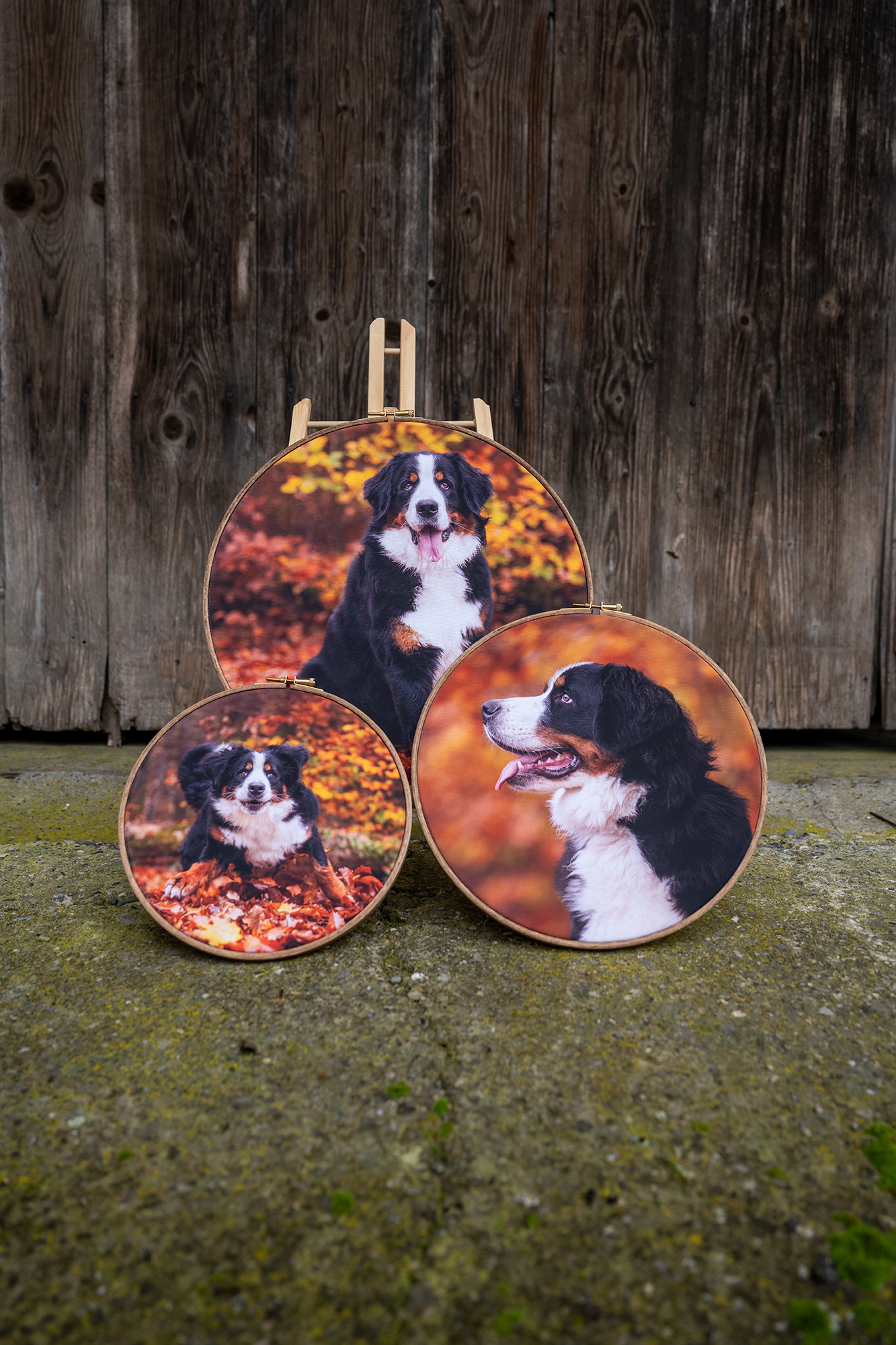 Drei runde Leinwände mit Hundefotos