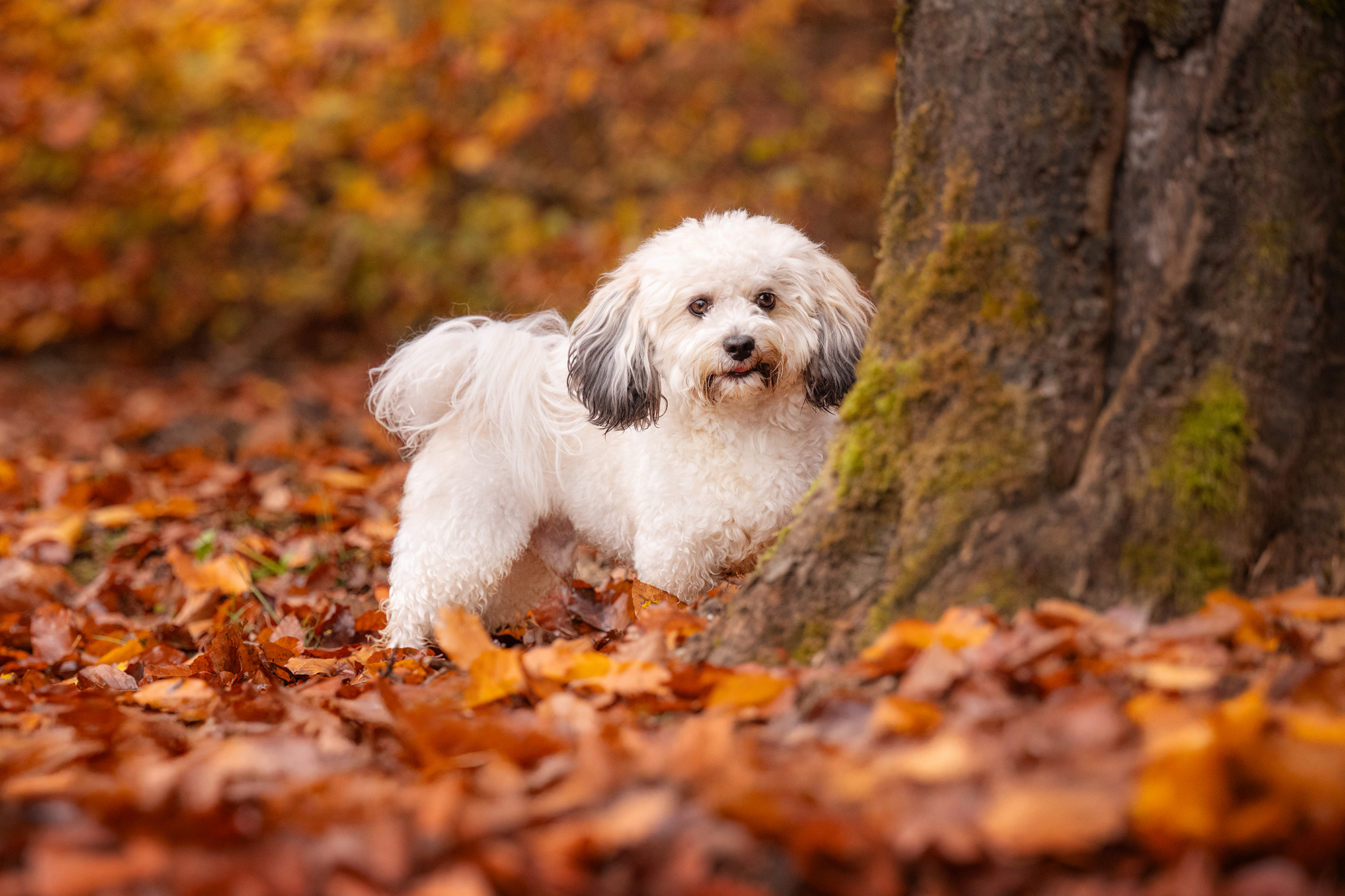 Weisser Bolonka im Herbstwald