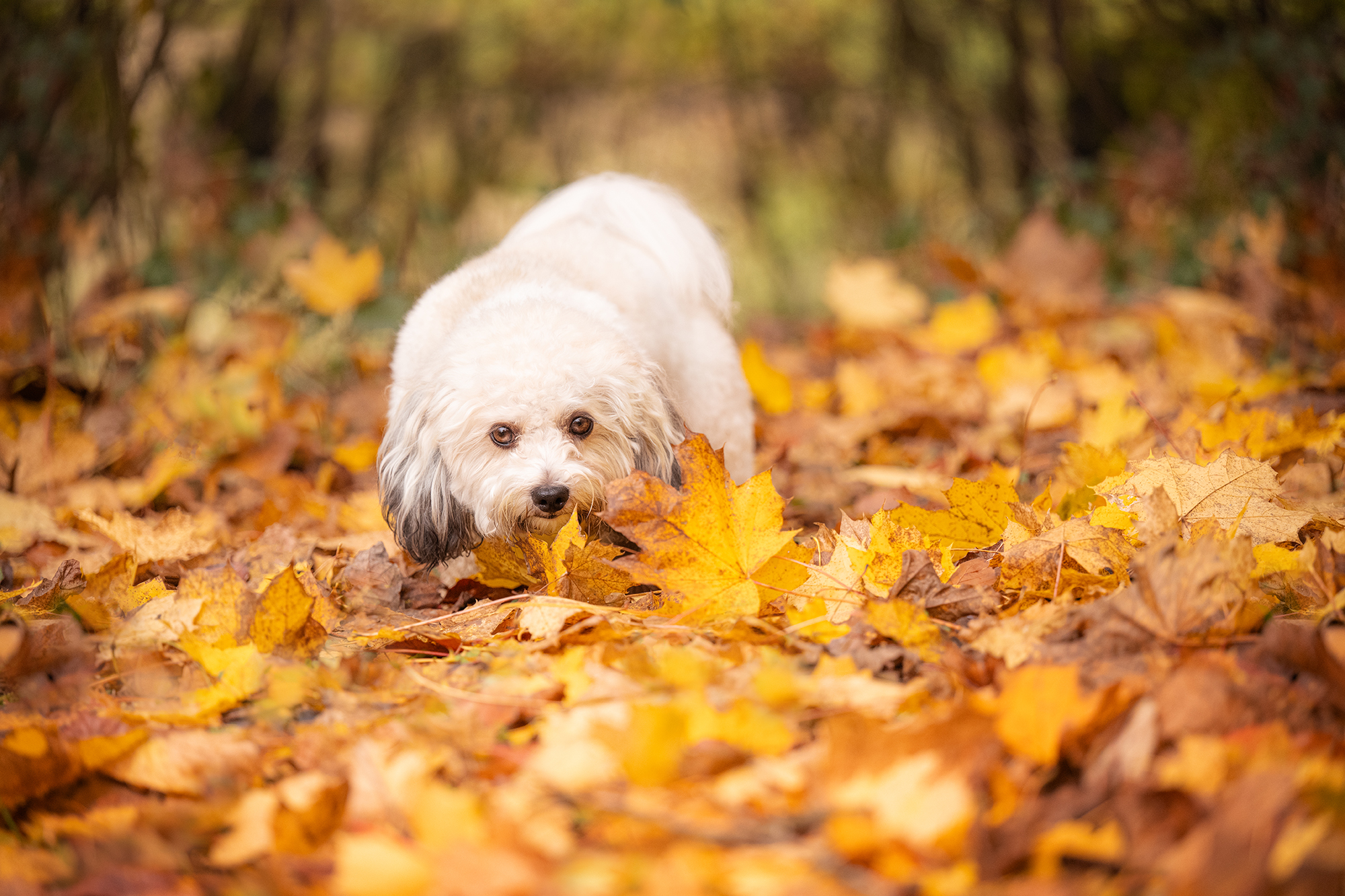 Weisser Bolonka im Herbstwald