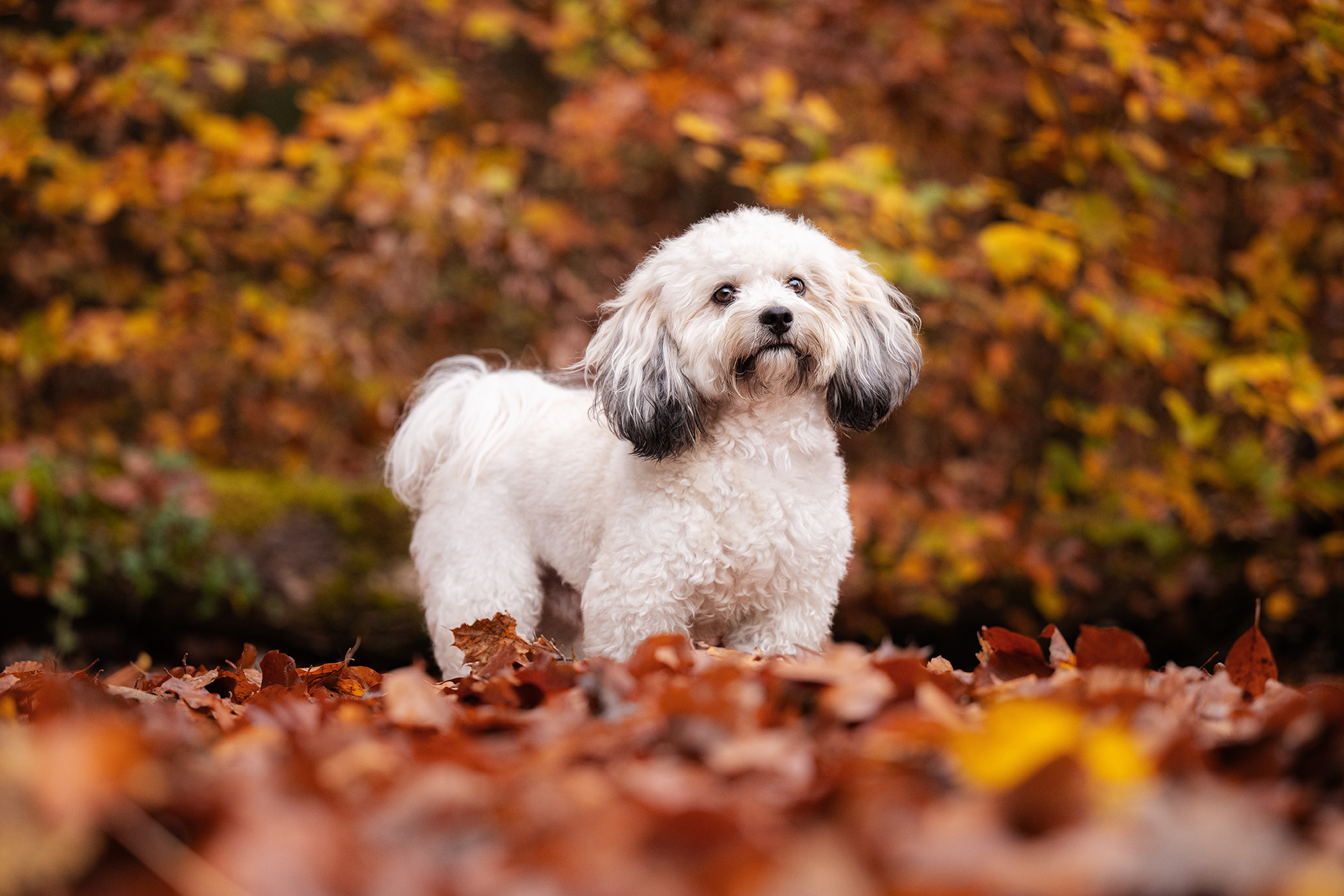Weisser Bolonka im Herbstwald