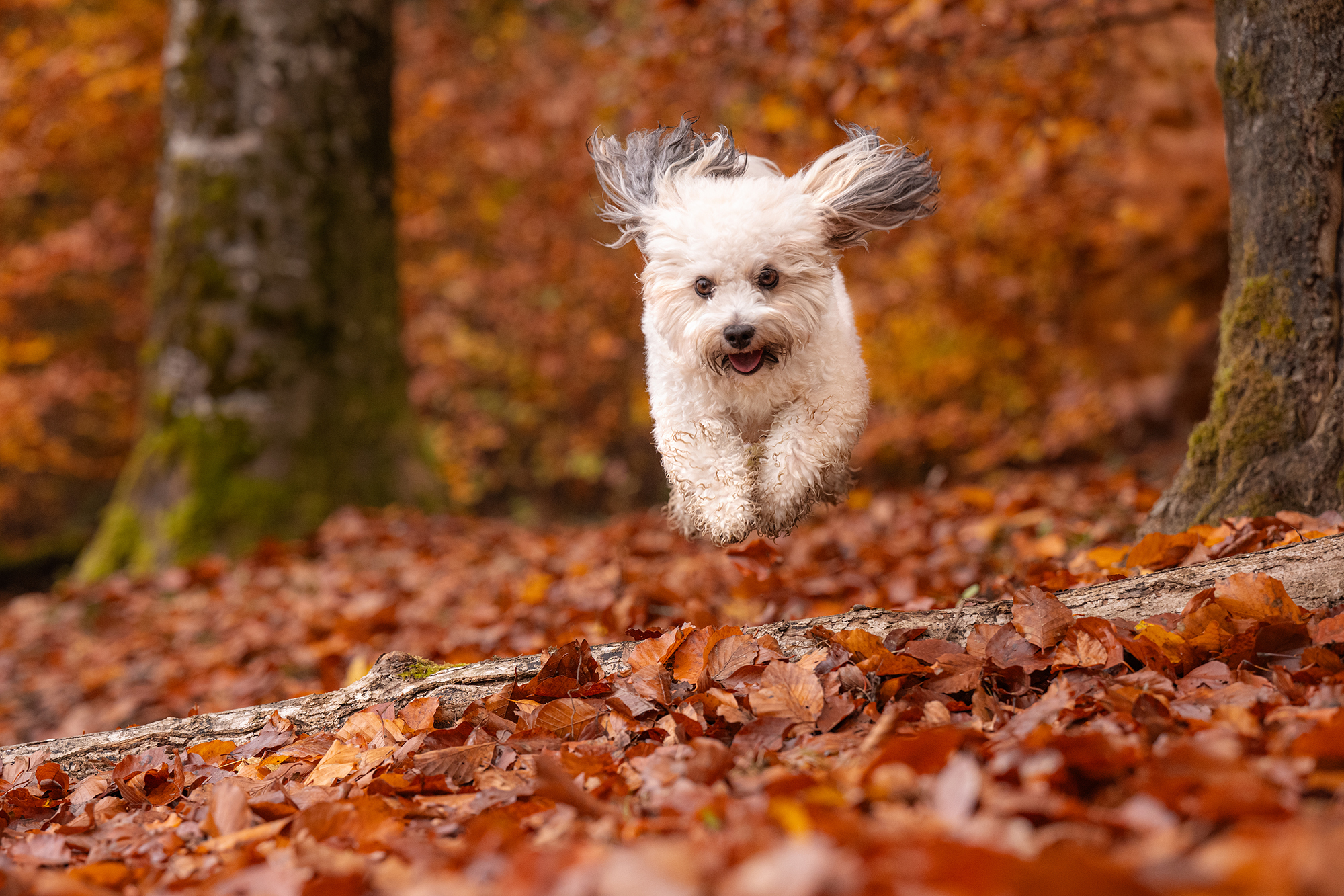 Weisser Bolonka im Herbstwald