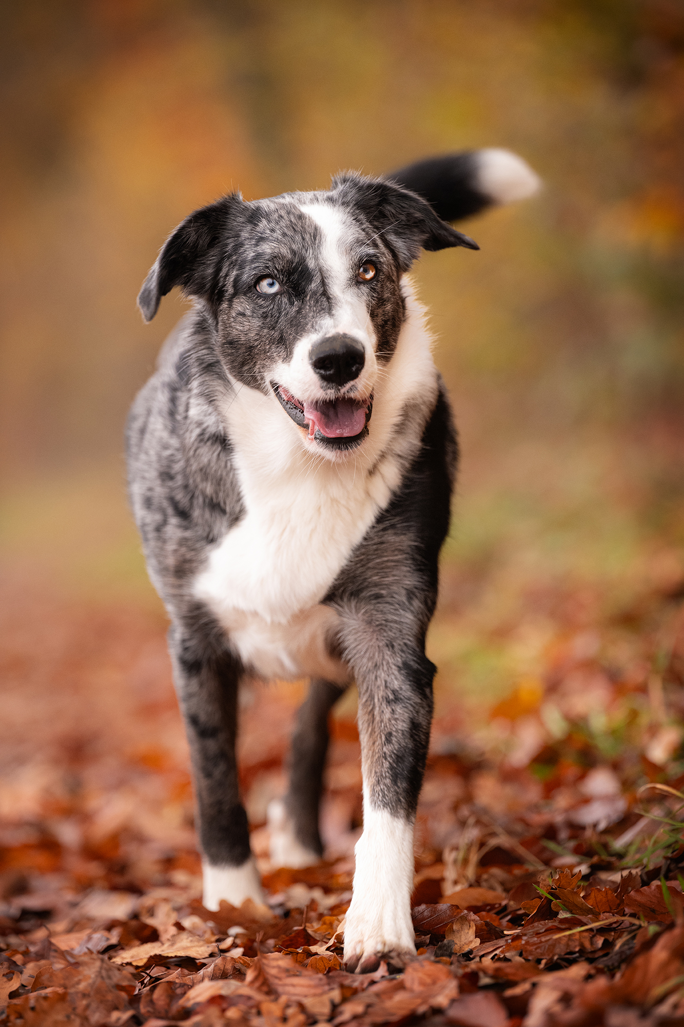 Hund im Herbstlaub