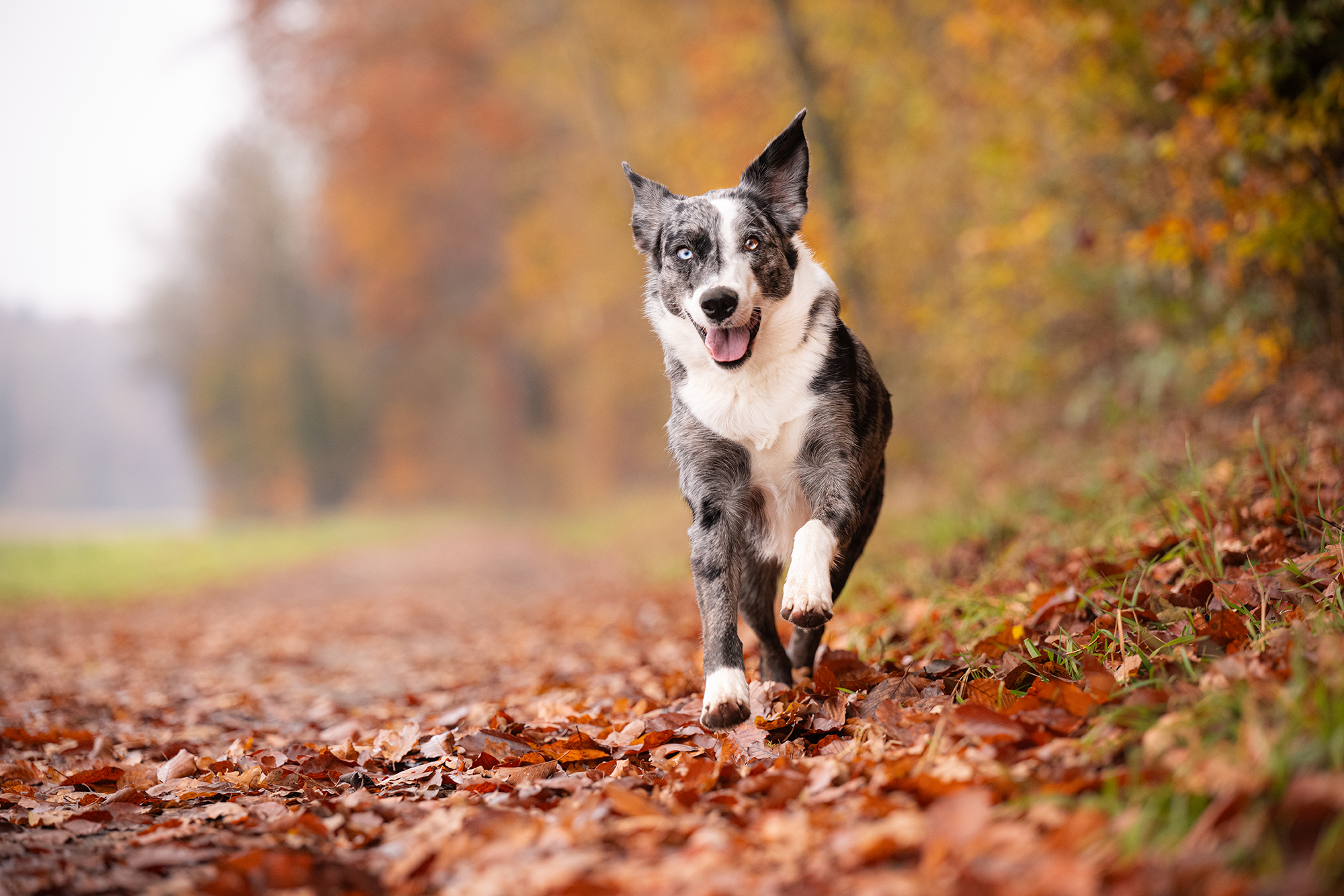 Hund im Herbstlaub