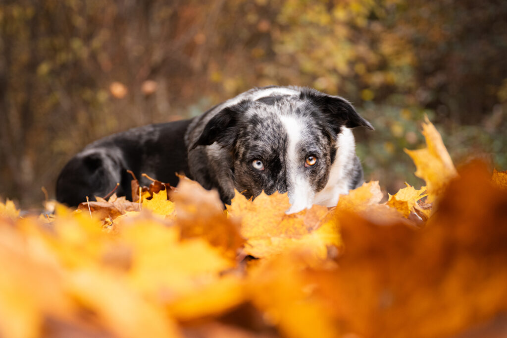Hund im Herbstlaub