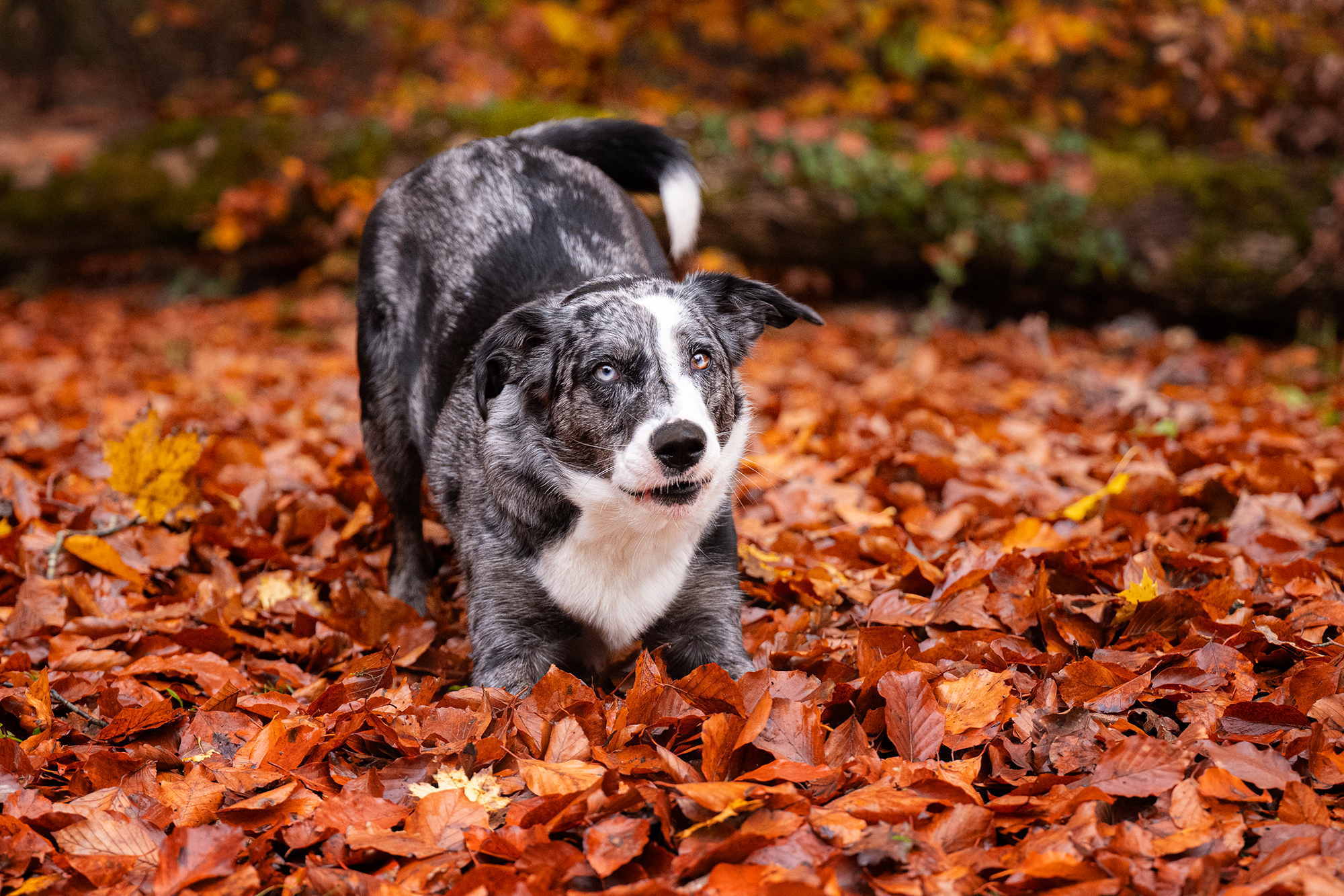 Hund im Herbstlaub