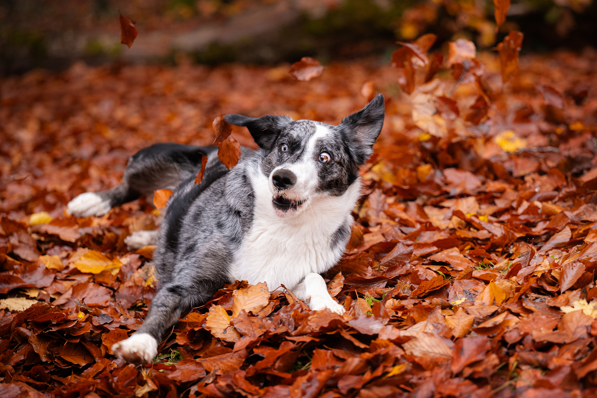 Hund im Herbstlaub