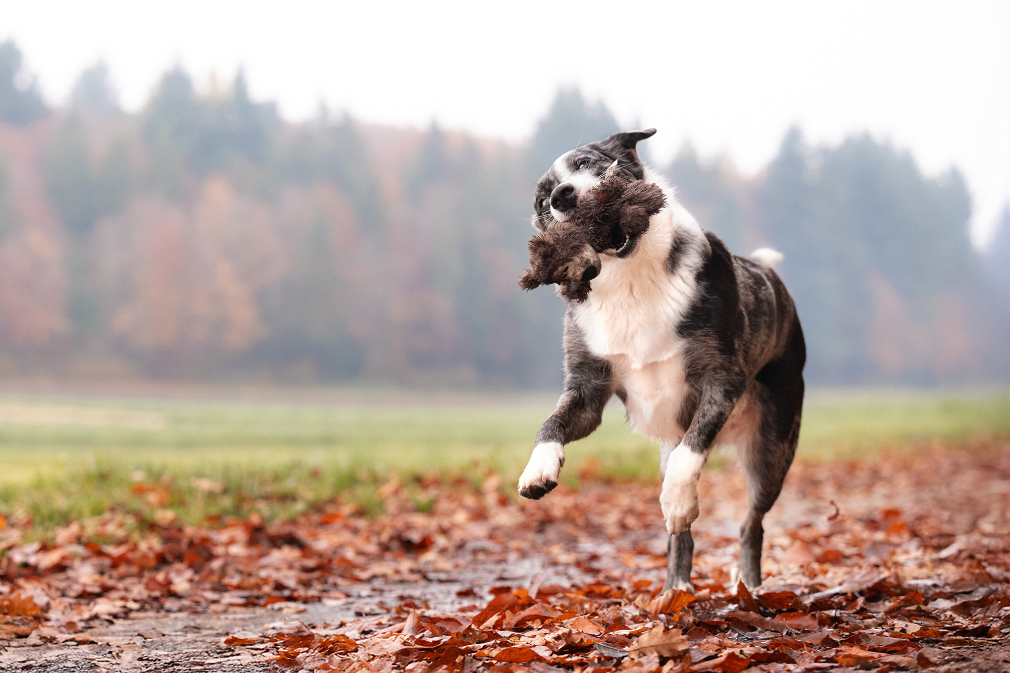 Hund spielt mit Plüschtier
