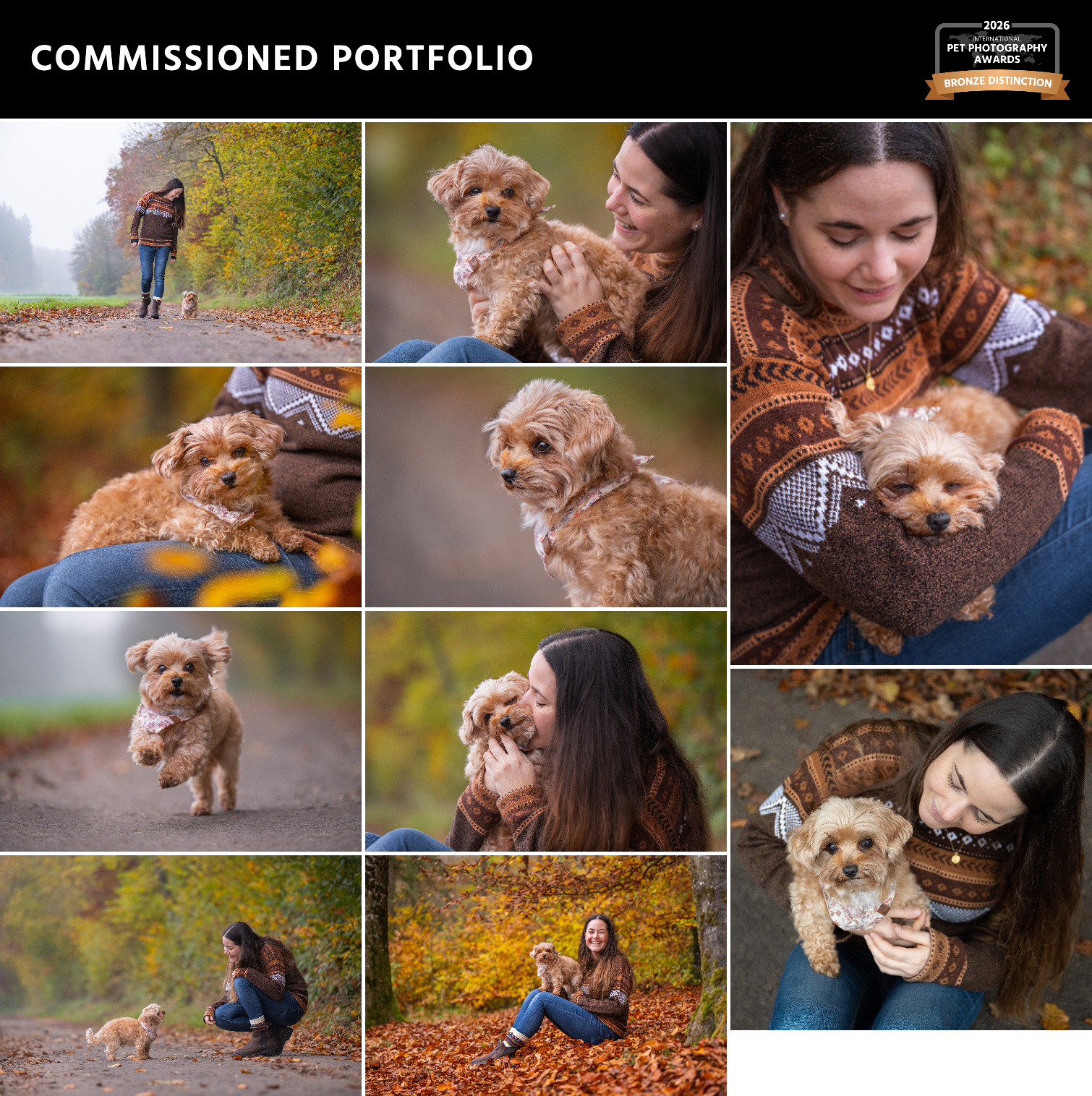Portfolio von kleinem Hund