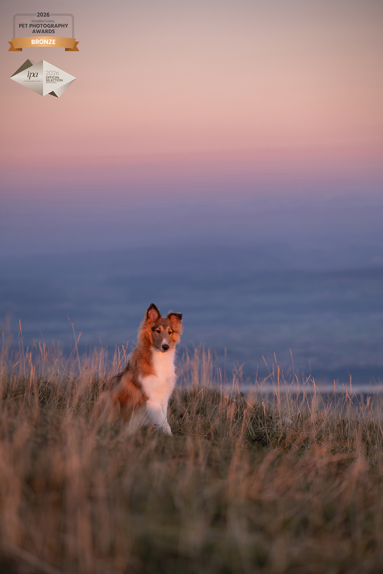 Collie im Sonnenuntergang