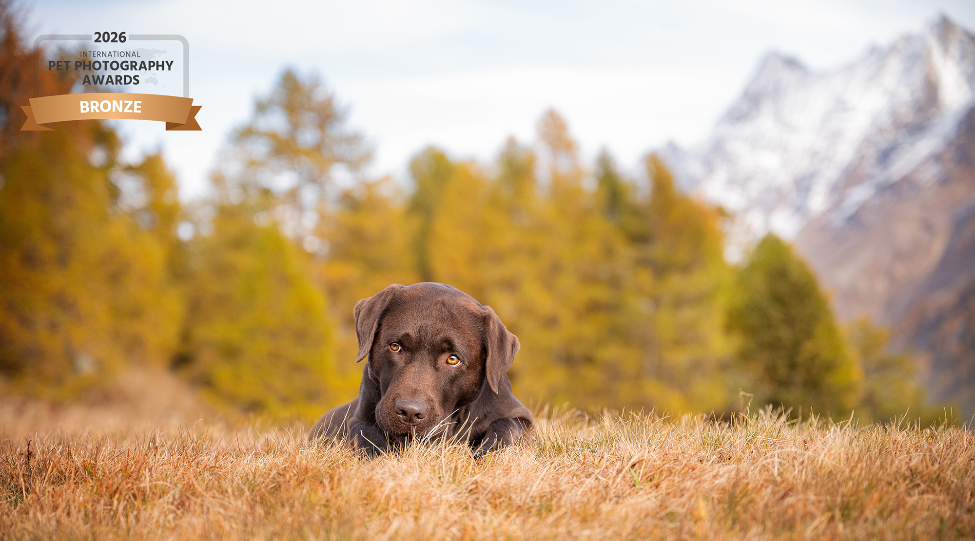 Labrador in der herbstlichen Berglandschaft