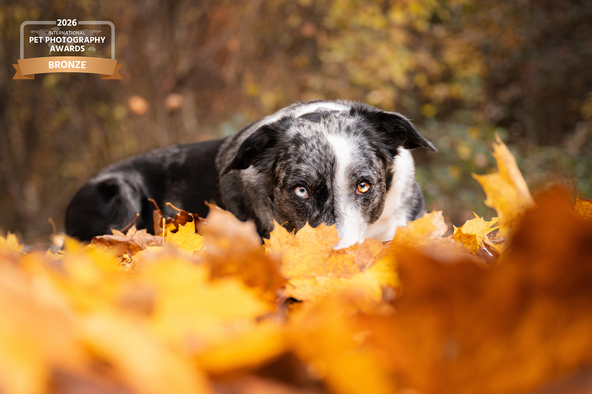 Mischling im Herbstlaub