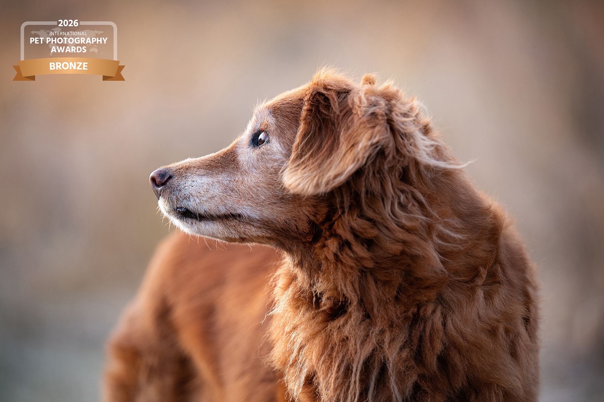 Alte Hündin Nova Scotia Duck Tolling Retriever