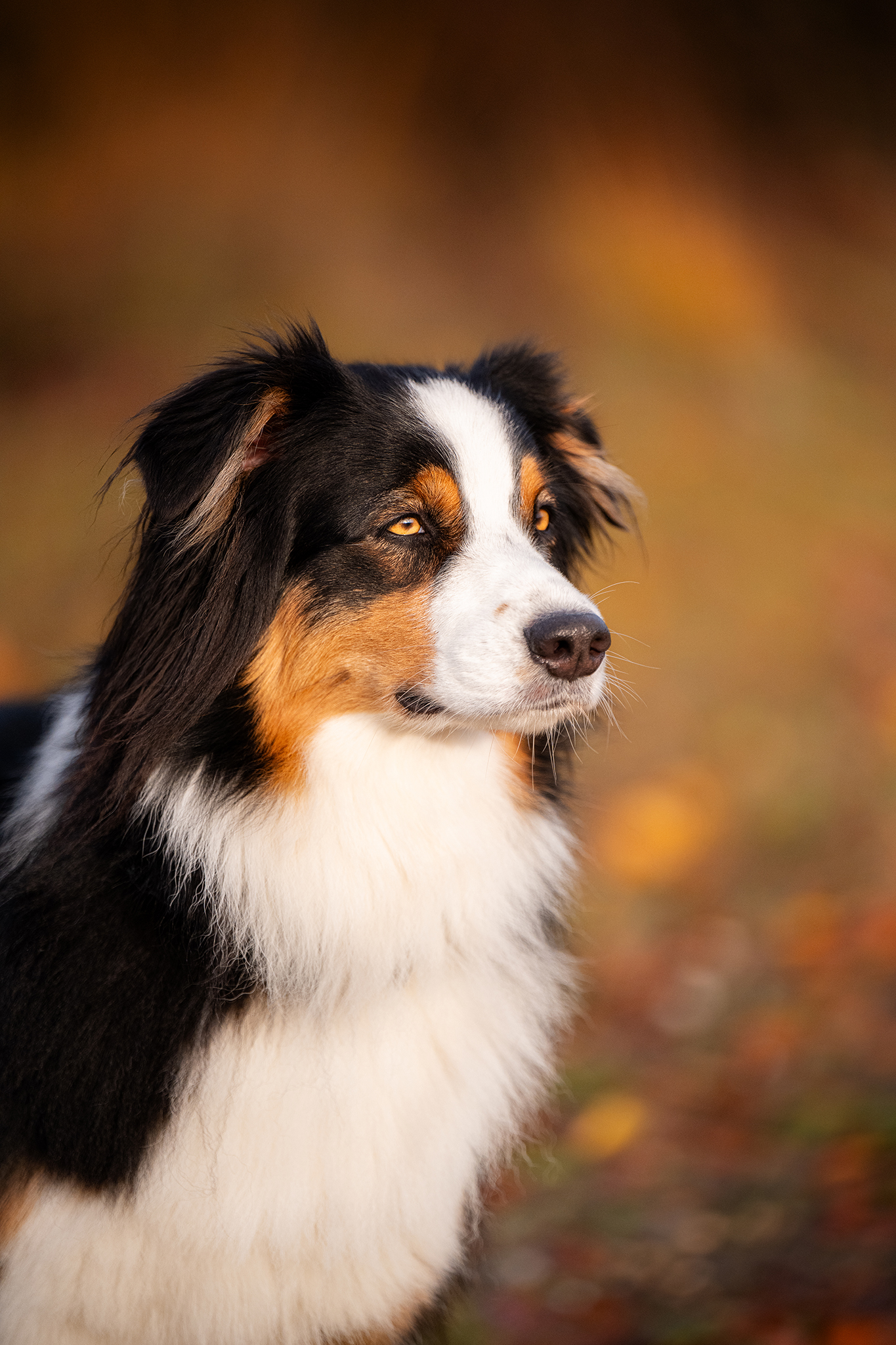 Portrait Australische Schäferhündin
