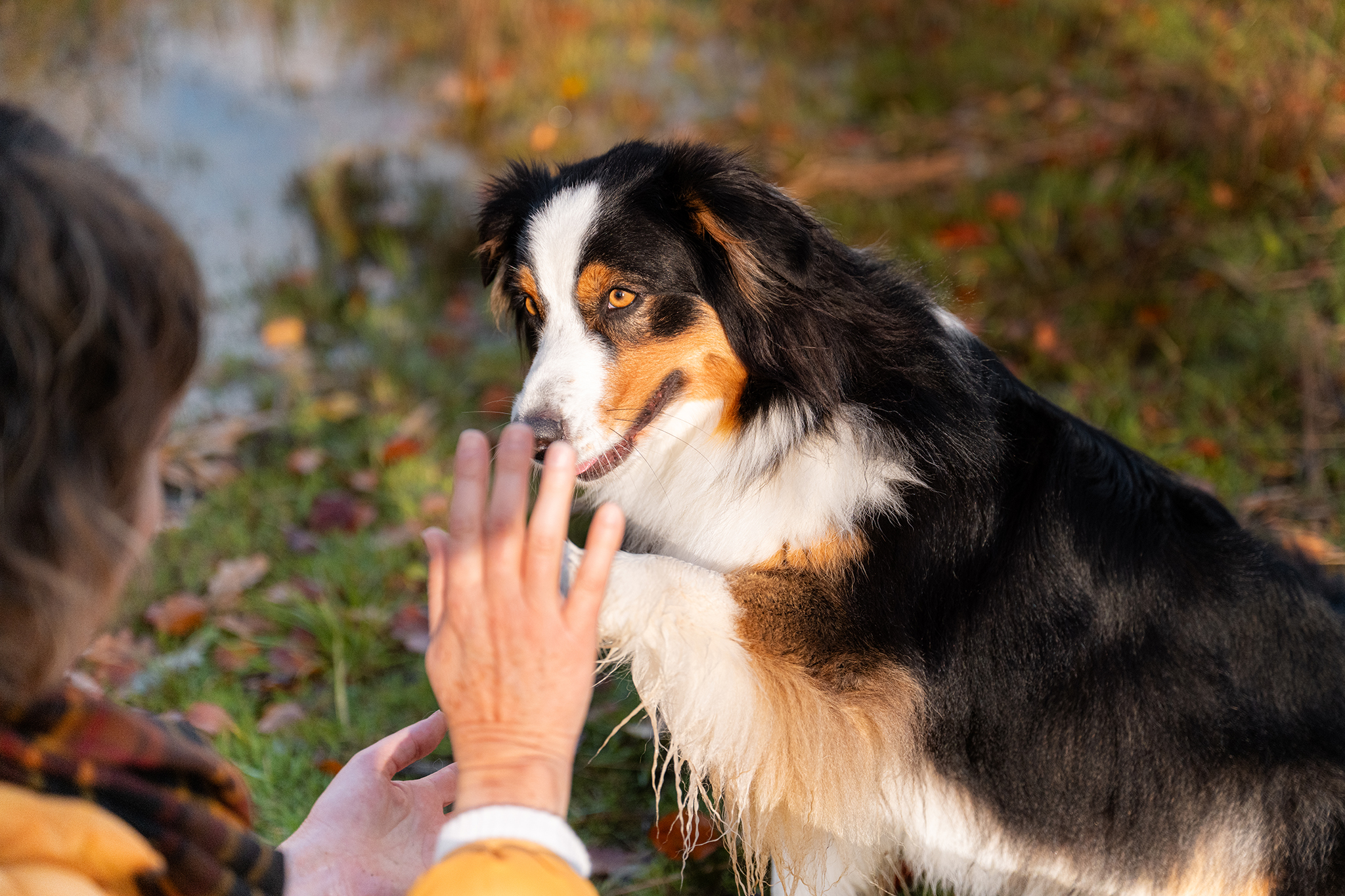 Hund gibt Frau High Five