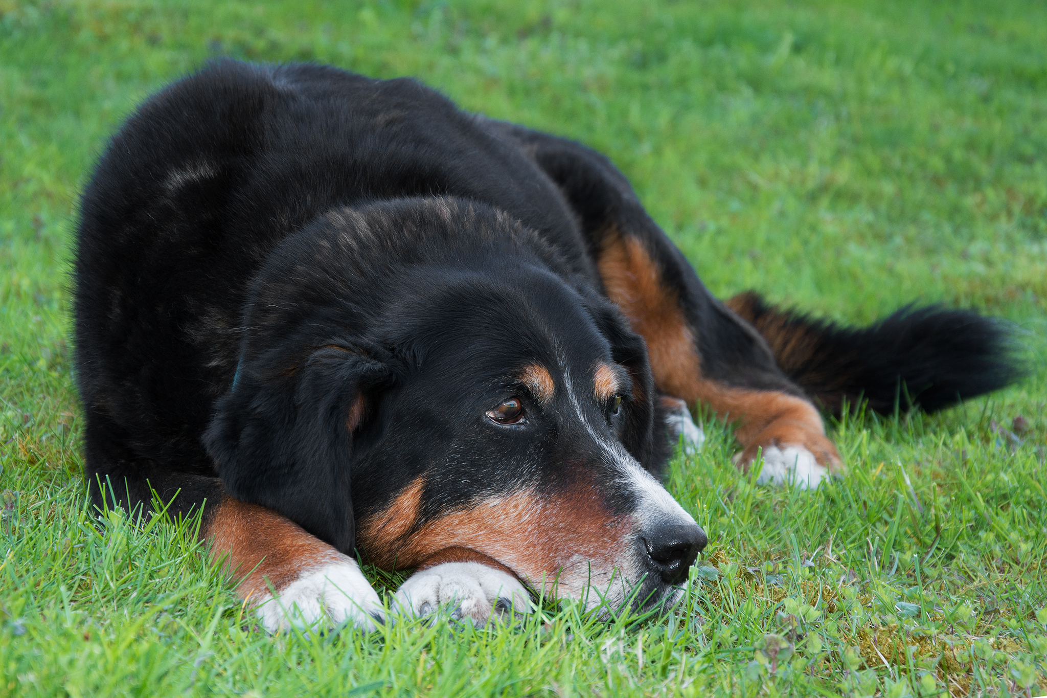 Bauernhofhund