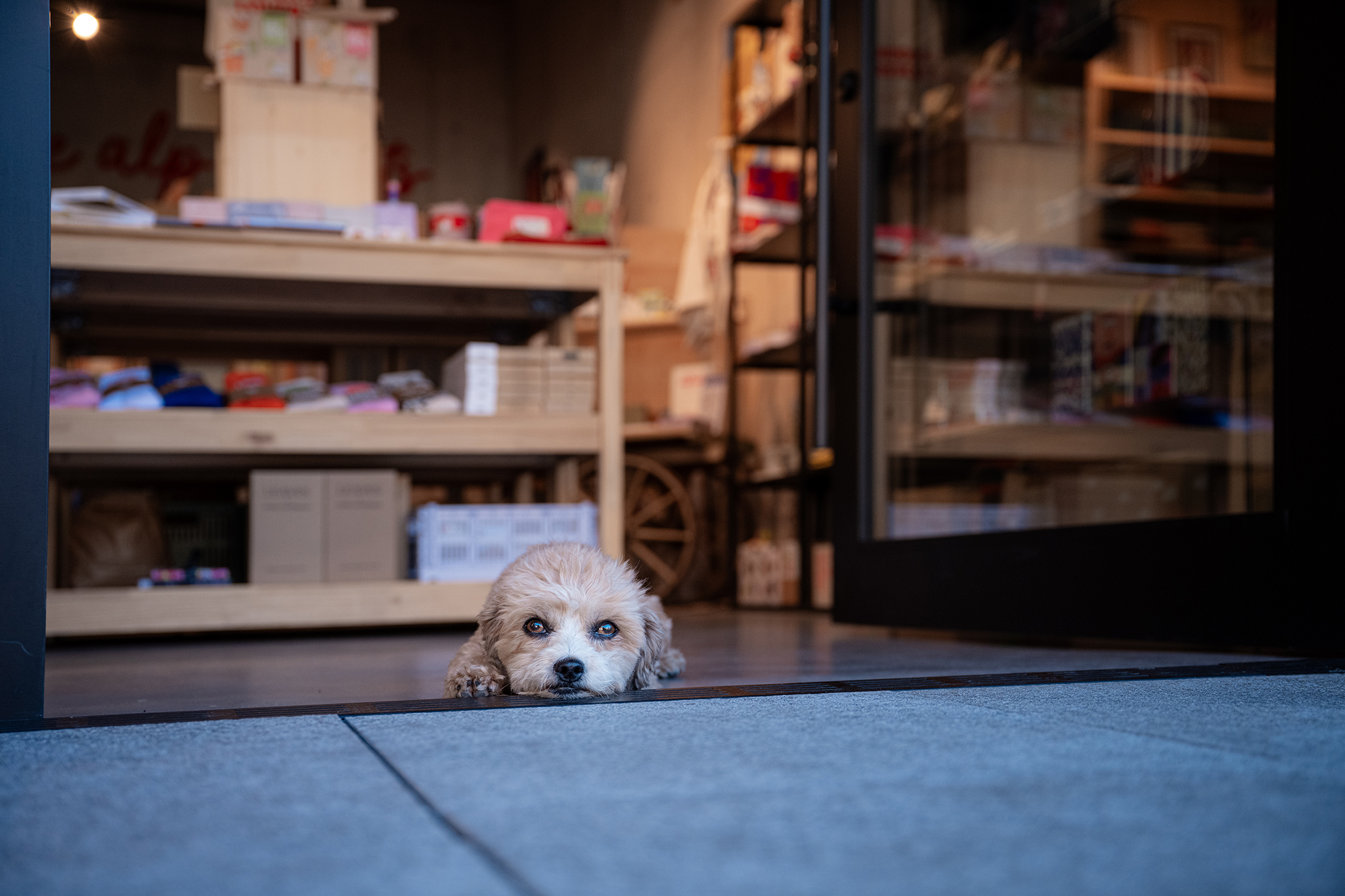 Hund liegt im Ladeneingang