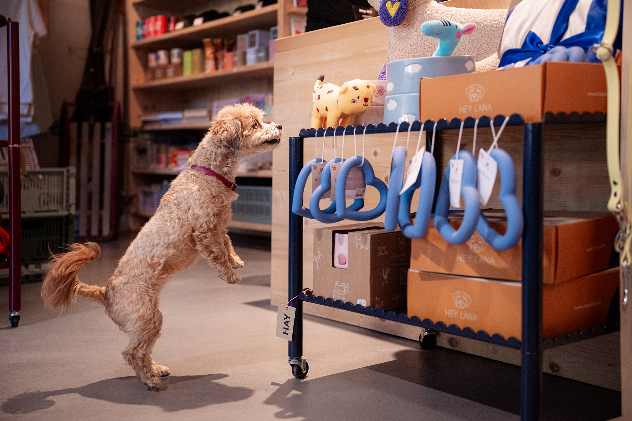 Hund im Laden