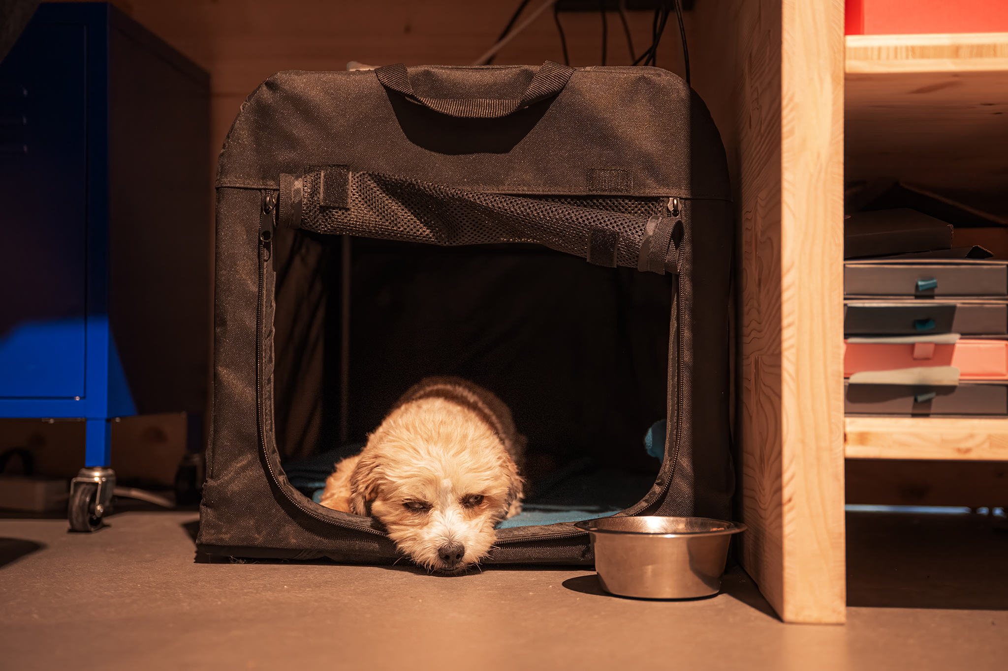 Kleiner Hund in Box