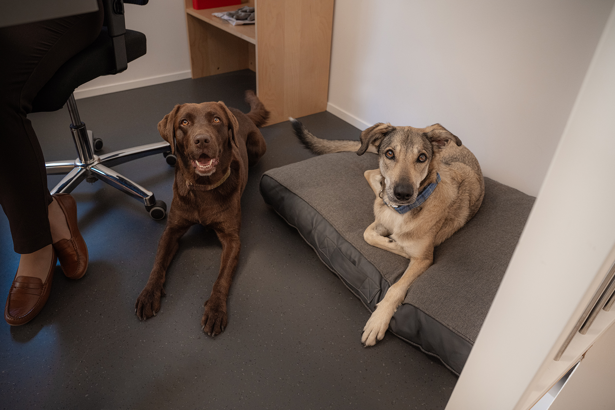Zwei Hunde im Büro