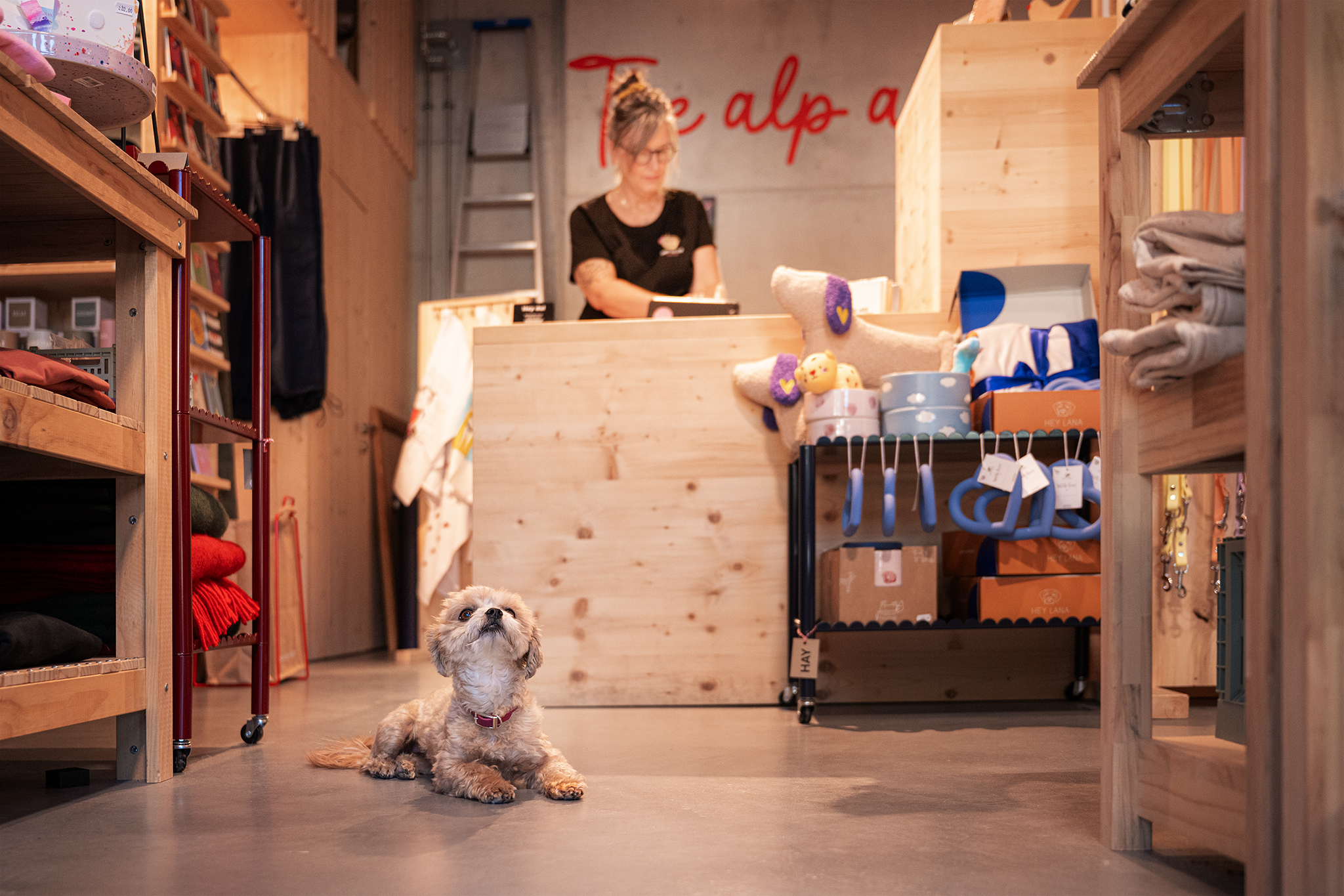 Hund liegt im Laden auf dem Boden