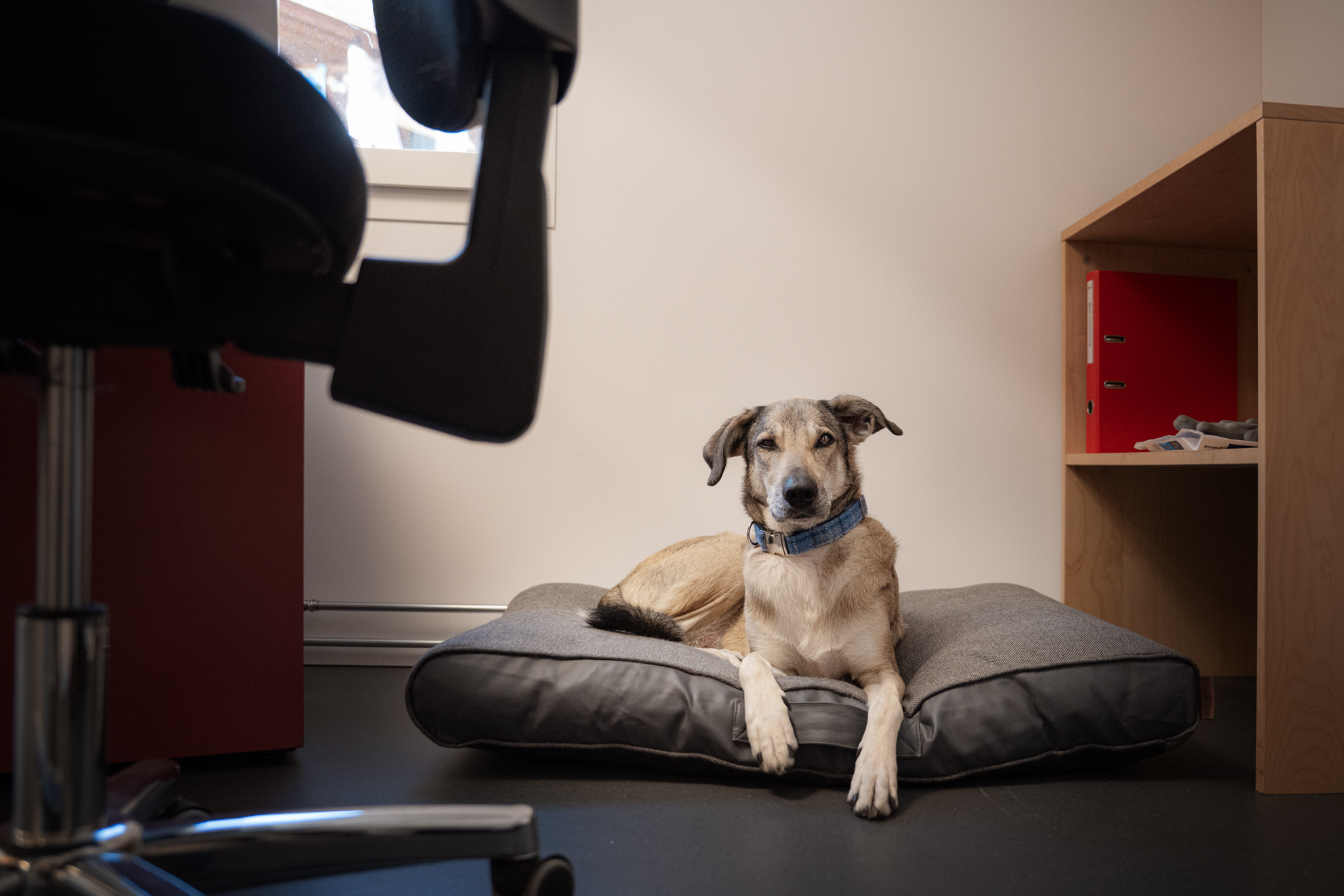 Bürohund